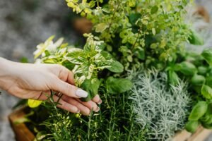 ervas aromaticas