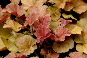 heuchera