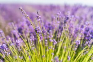 lavanda